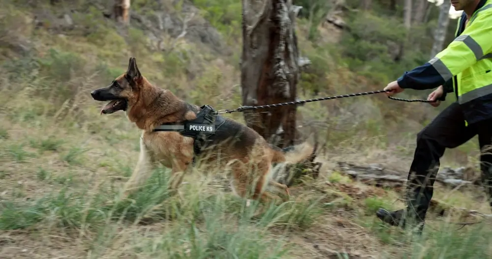 Maître-chien guidant son berger allemand en laisse lors d’une opération de recherche et sauvetage en zone boisée.