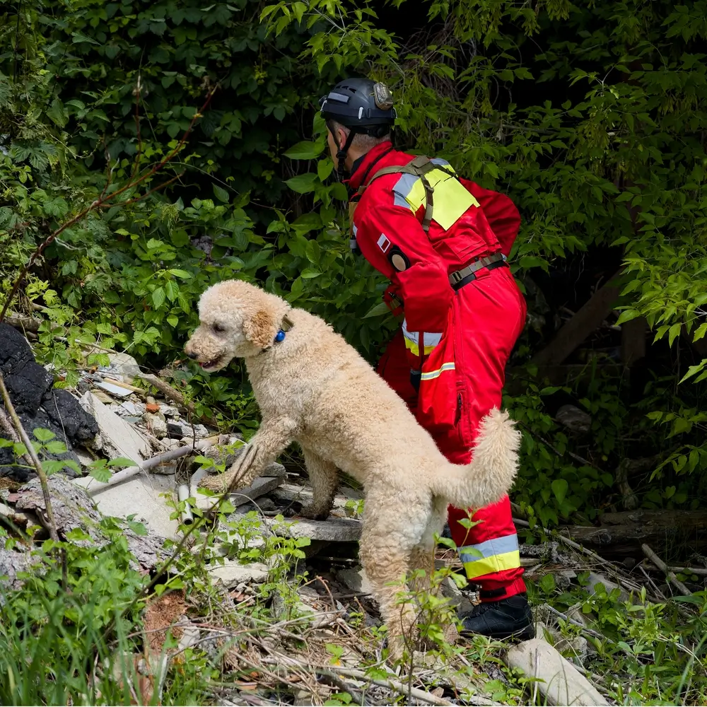 Maître-chien de secours en tenue rouge et son chien de recherche en action sur des décombres en milieu naturel.